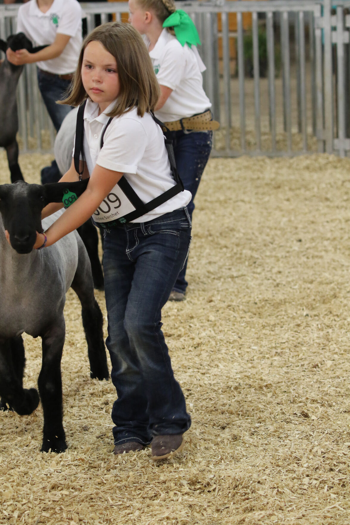 PHOTO: Sheep Show at Scotts Bluff County Fair